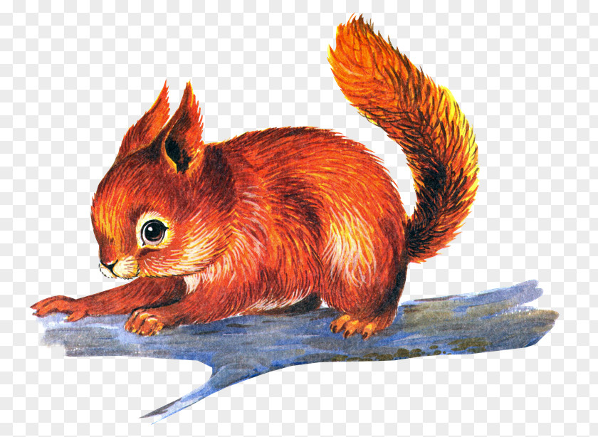 Ardilla Chipmunk Drawing Red Squirrel Clip Art PNG