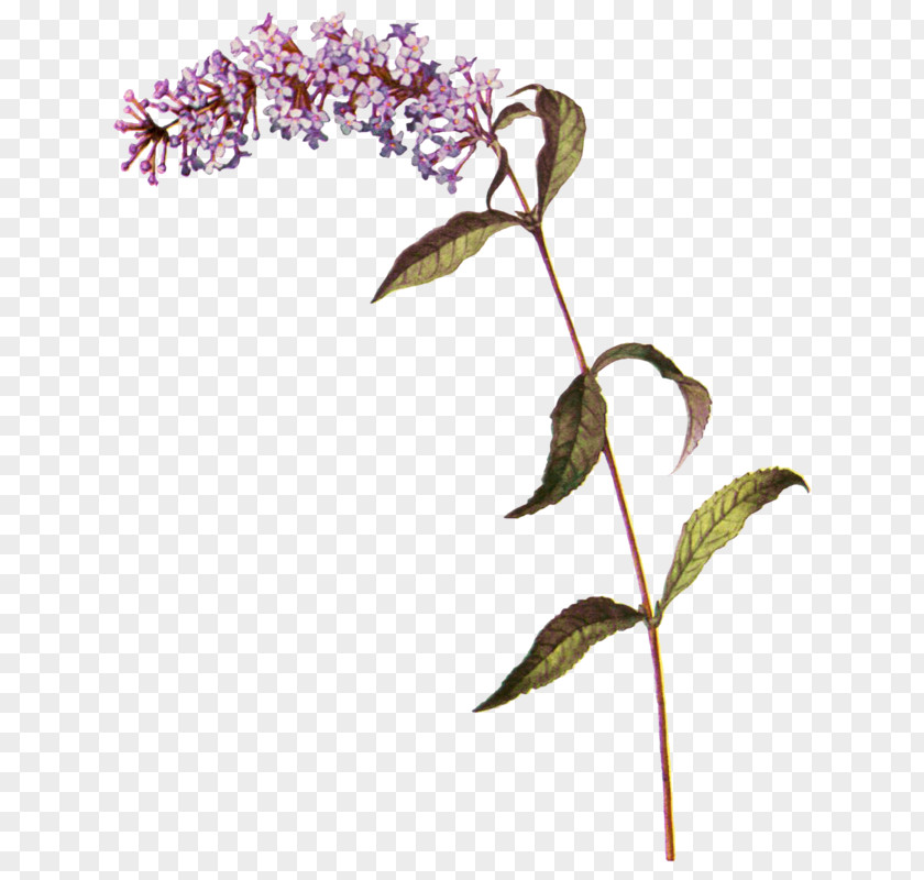 Buddleja Davidii 'fascination' Common Lilac Summer Botany Twig PNG