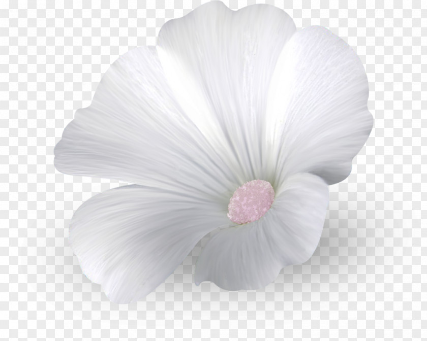 Fleur StylisÃ©e Rosemallows Close-up Herbaceous Plant PNG