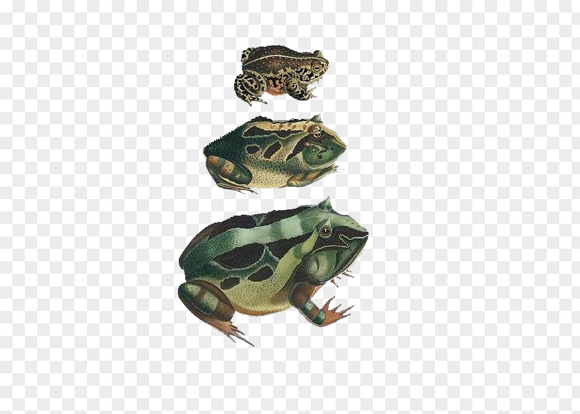 Frog American Bullfrog Natterjack Toad Amphibians Common PNG