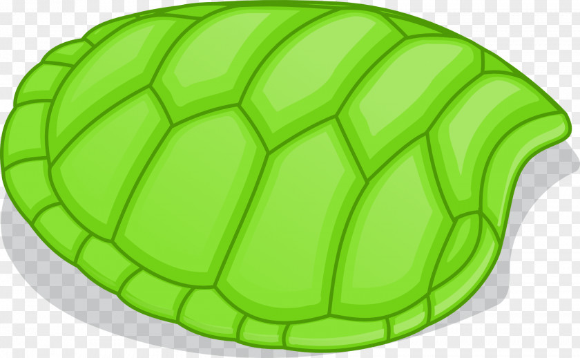 Tortoide Turtle Shell Clip Art PNG