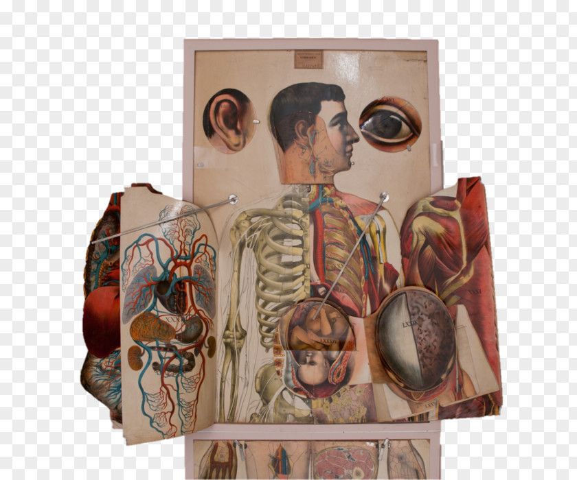 Human Anatomy Anatomical Atlas Body Flap PNG