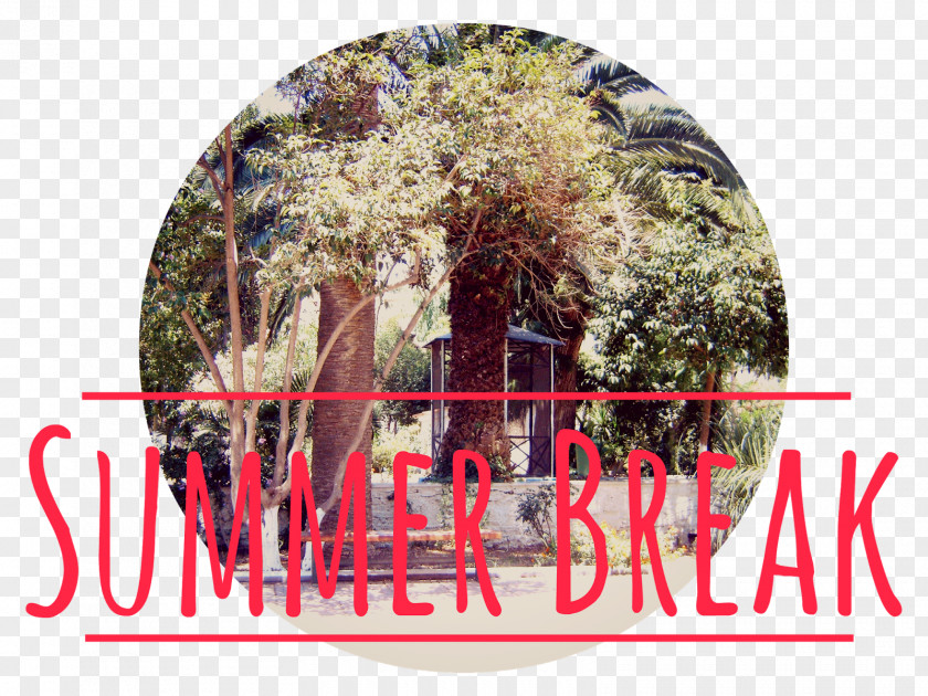 Summer Break Stock Photography Tree Font PNG