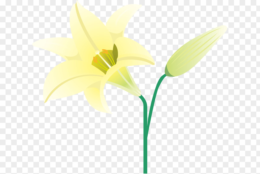 Ð½Ð°Ð´Ð¿Ð¸ÑÑŒ Summer Narcissus Cut Flowers Plant Stem Bud PNG