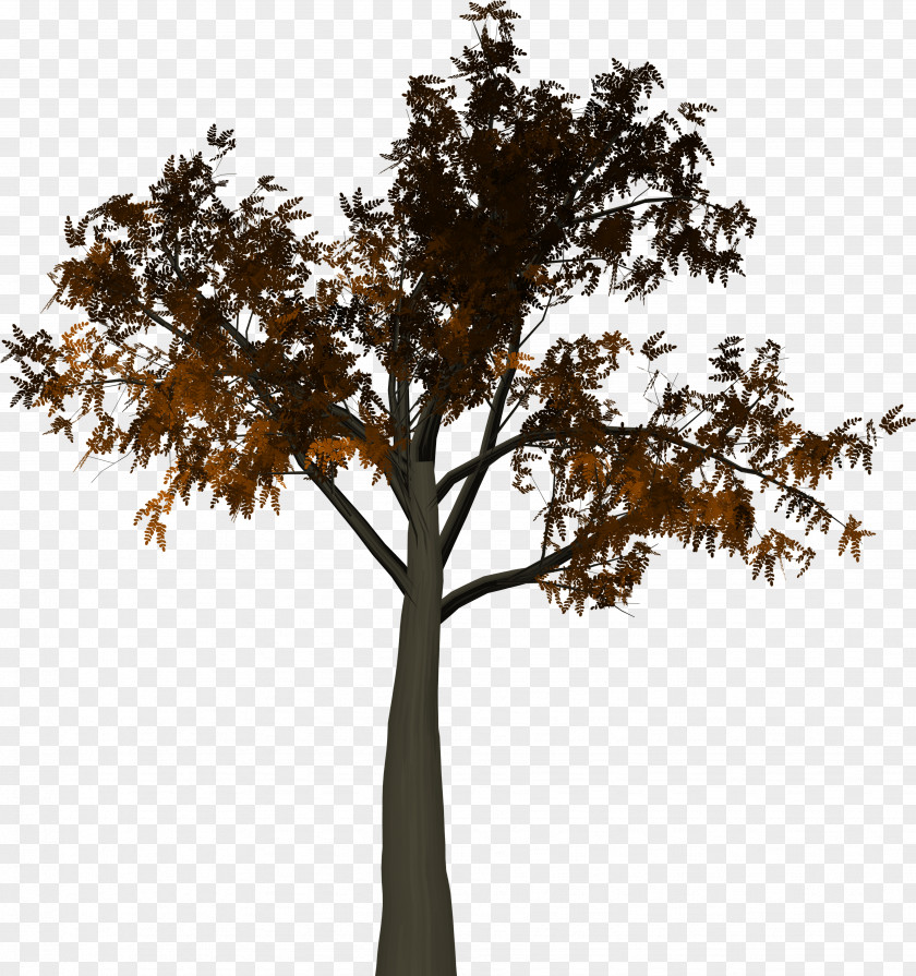 Tree Branch Leaf PNG