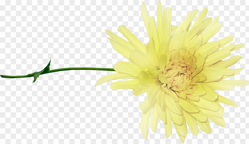Chrysanthemum Albom Cut Flowers PNG