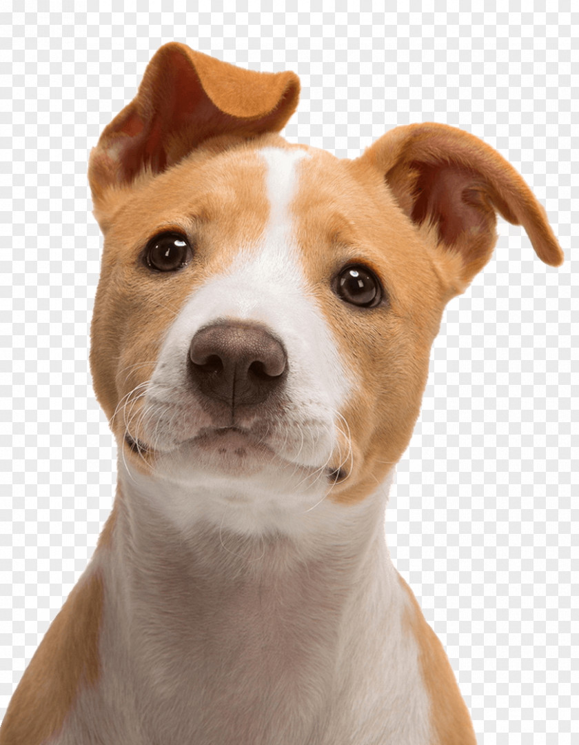 Cute Dog Jack Russell Terrier Bull Puppy PNG