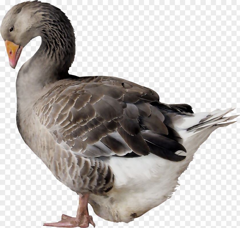 Duck Goose Feather Fauna Beak PNG