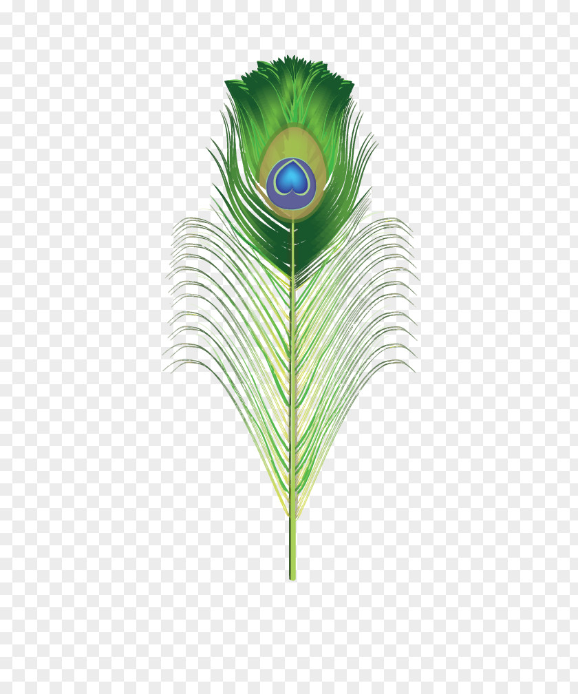 Feather Peafowl Clip Art PNG