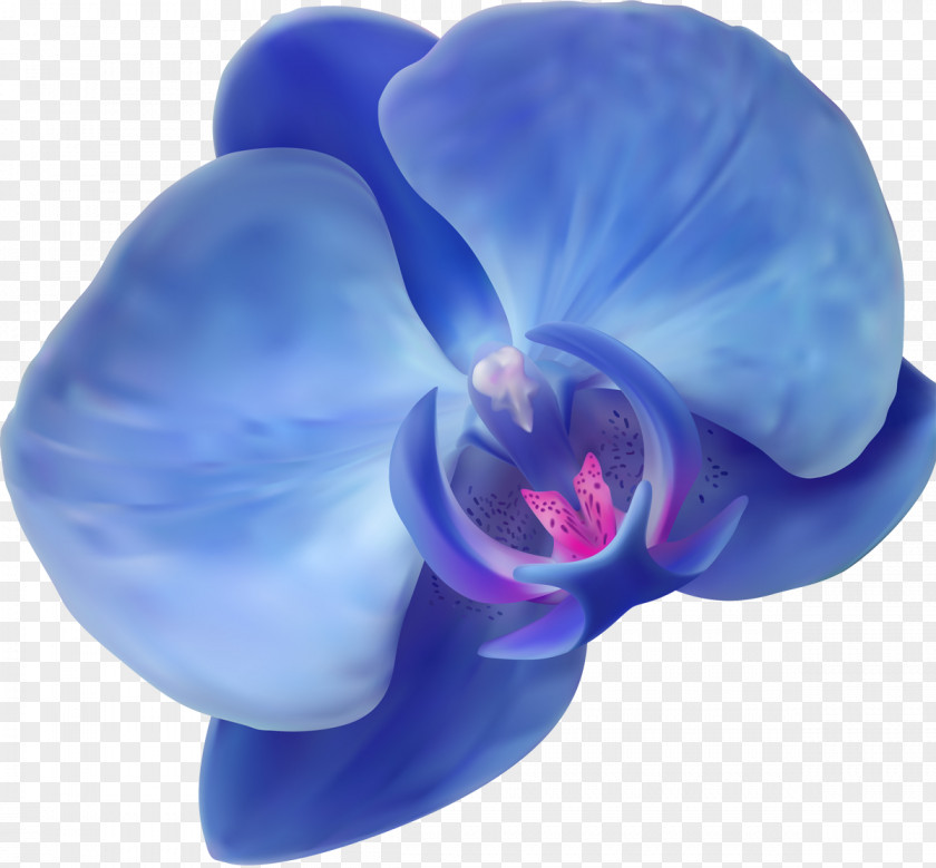 Orchid Blue Orchids Flower PNG
