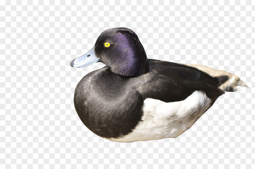 Black-necked Duck Mallard Raster Graphics PNG