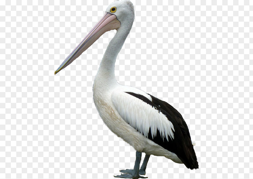 Ibis Cranelike Bird Crane PNG