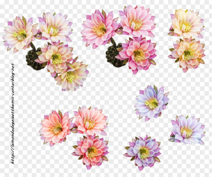 Tube Cut Flowers Floral Design Floristry PNG