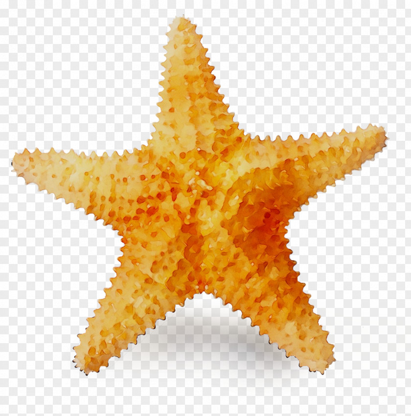 Caribbean All-inclusive Resort Vacation Liberty Travel Starfish PNG