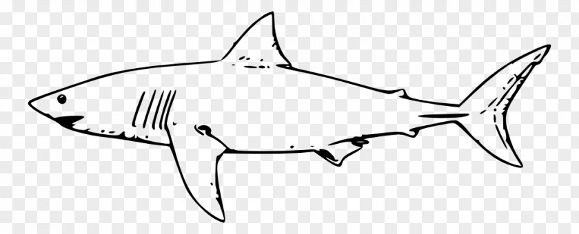 Fish Great White Shark Drawing Lamniformes Clip Art PNG