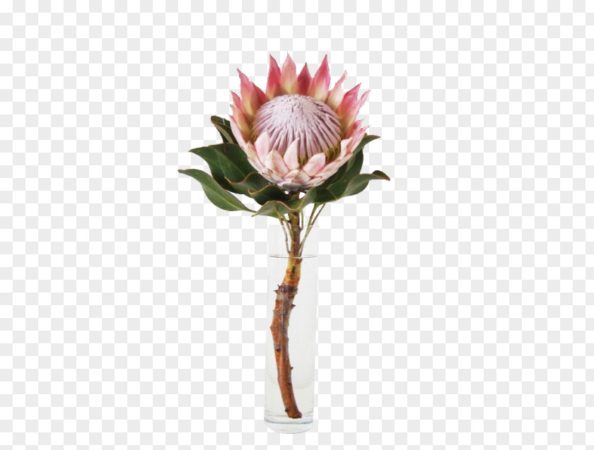 Flower King Protea Garden South Africa National Cricket Team PNG