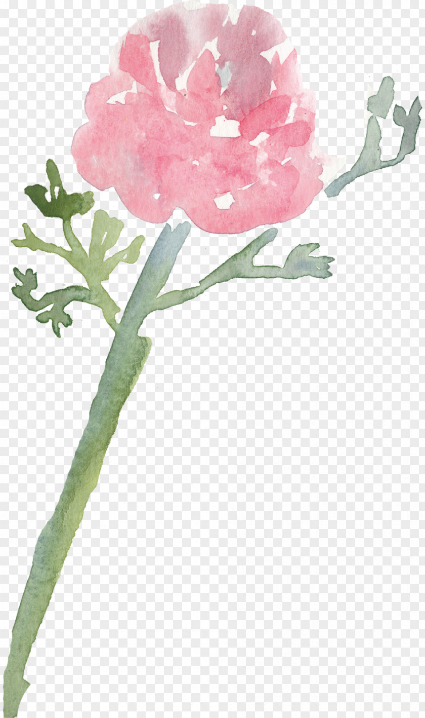 Gift Flower Mother's Day Cabbage Rose Floral Design PNG