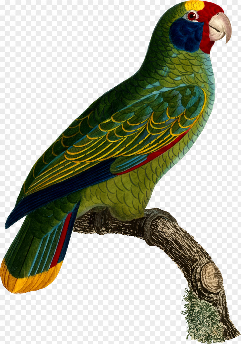 Parrot Budgerigar Lovebird Loriini PNG