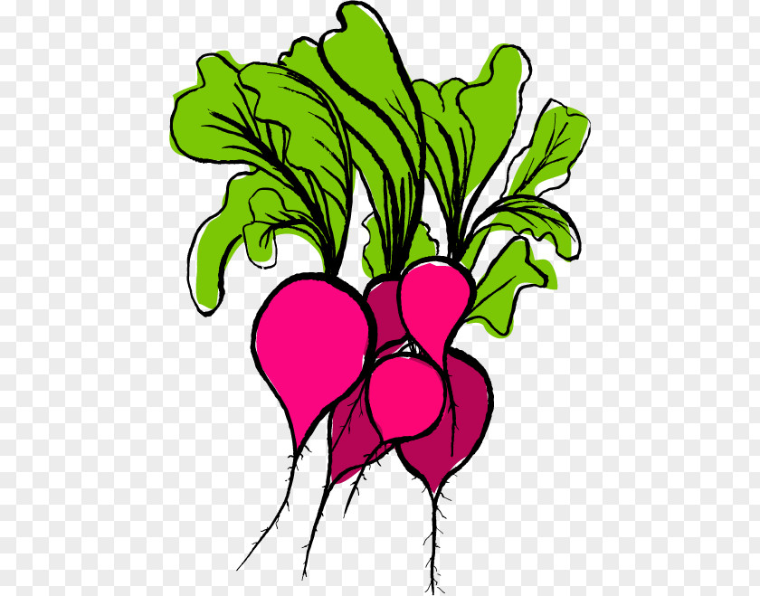 Vintage Radish Food Vegetable Garden Clip Art PNG