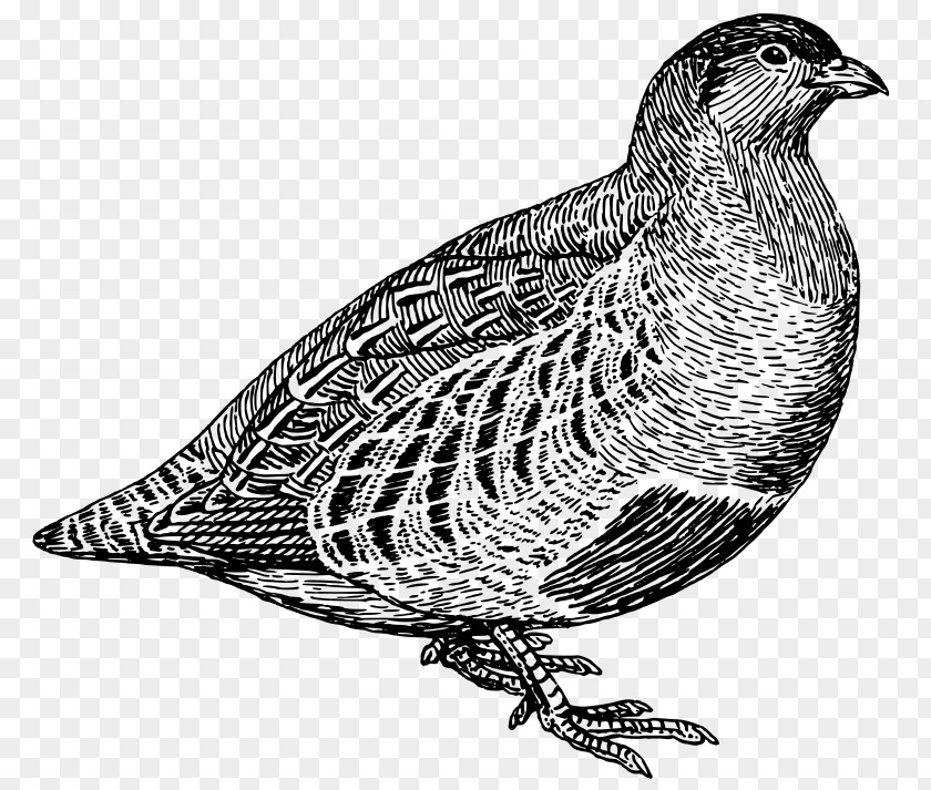 Bird Quail Partridge Clip Art PNG