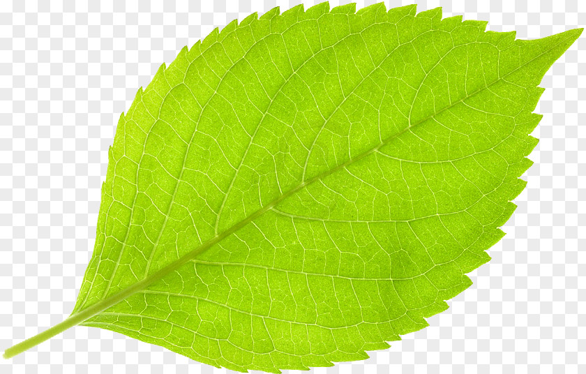 Leaf Deciduous PNG