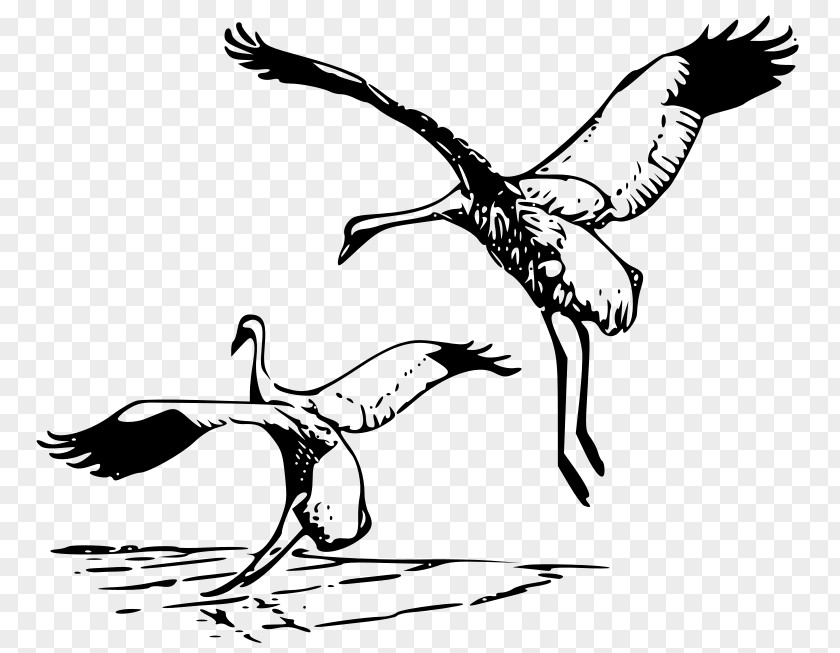 Crane Bird Whooping Clip Art PNG