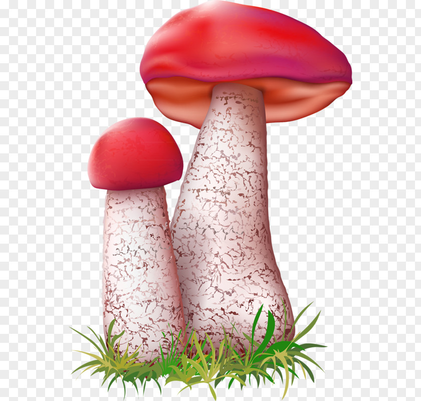 Hand Drawn Mushrooms Leccinum Aurantiacum Mushroom Fungus Illustration PNG