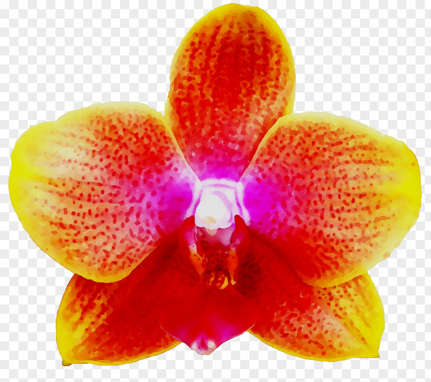 Moth Orchids Cattleya Close-up Orange S.A. PNG