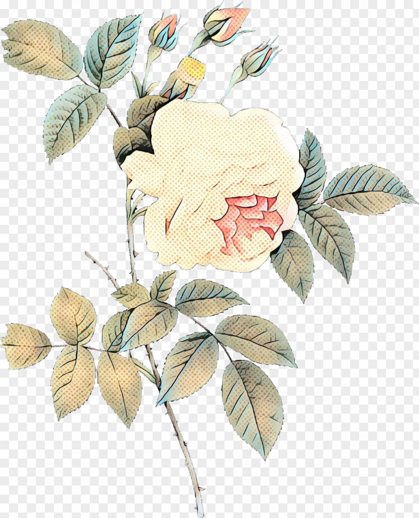 Prickly Rose Plant Stem Flowers Background PNG