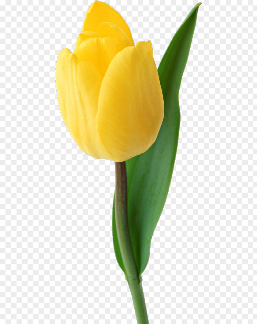 Tulip Yellow Cut Flowers Petal PNG