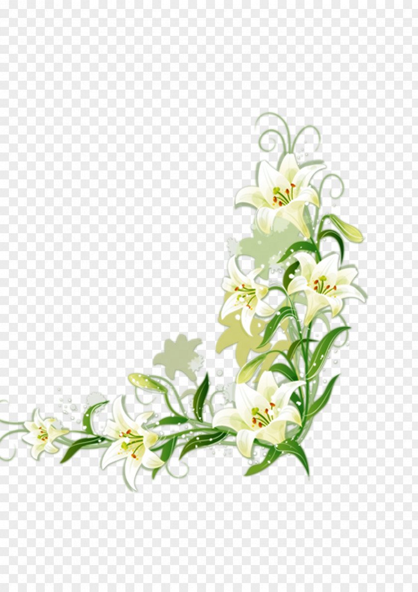 White Lily Lilium Candidum Border Flowers PNG
