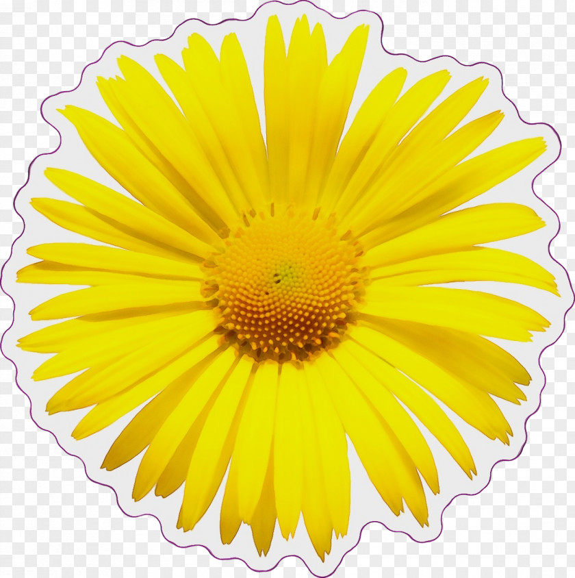 Flower Transvaal Daisy Mayweed Cut Flowers Yellow PNG