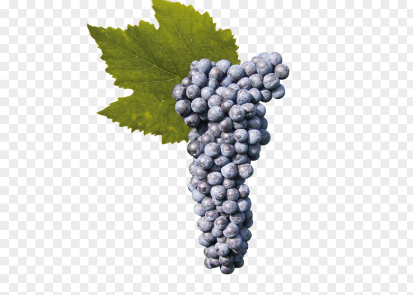 Grape Raboso Cabernet Sauvignon Wine Seedless Fruit PNG
