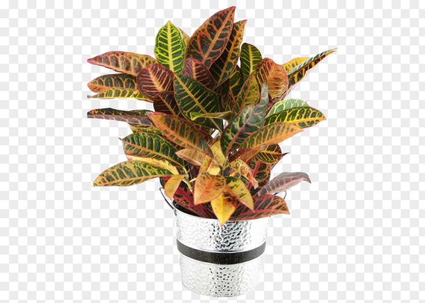 Leaf Garden Croton Houseplant Plants PNG