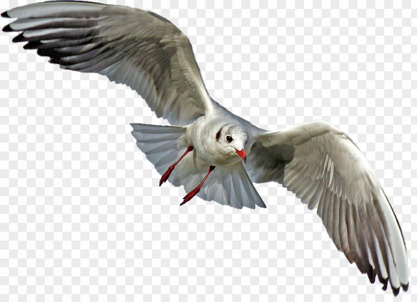 Bird Gulls Clip Art Image PNG