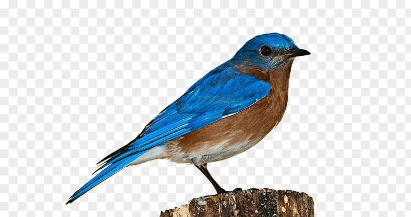 BLUE Macaw Bird House Sparrow Clip Art PNG