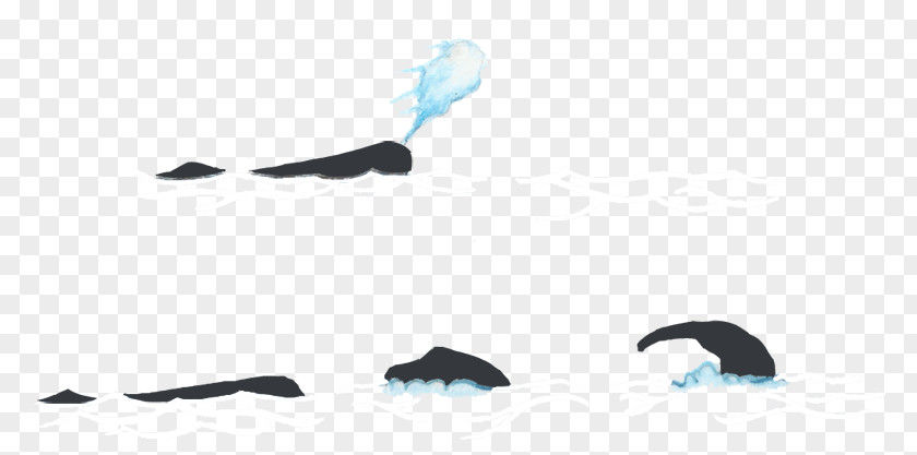 Killer Whale Breaching Product Design Font Black M PNG