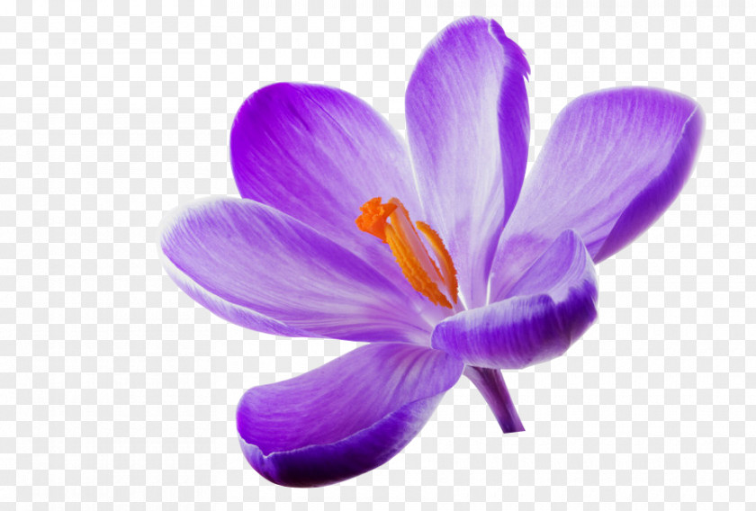 Lilac Flower Wallpaper PNG
