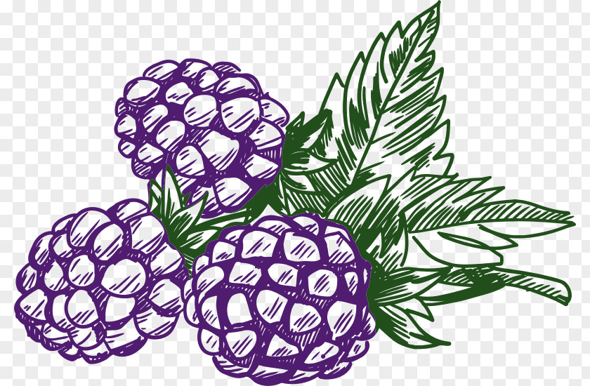 Raspberry Vector Blackberry Fruit Clip Art PNG