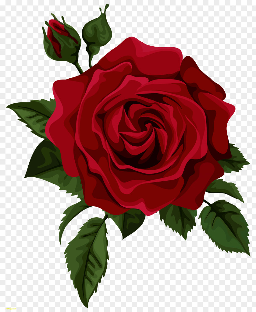 Rose Hybrid Tea Flower Clip Art PNG