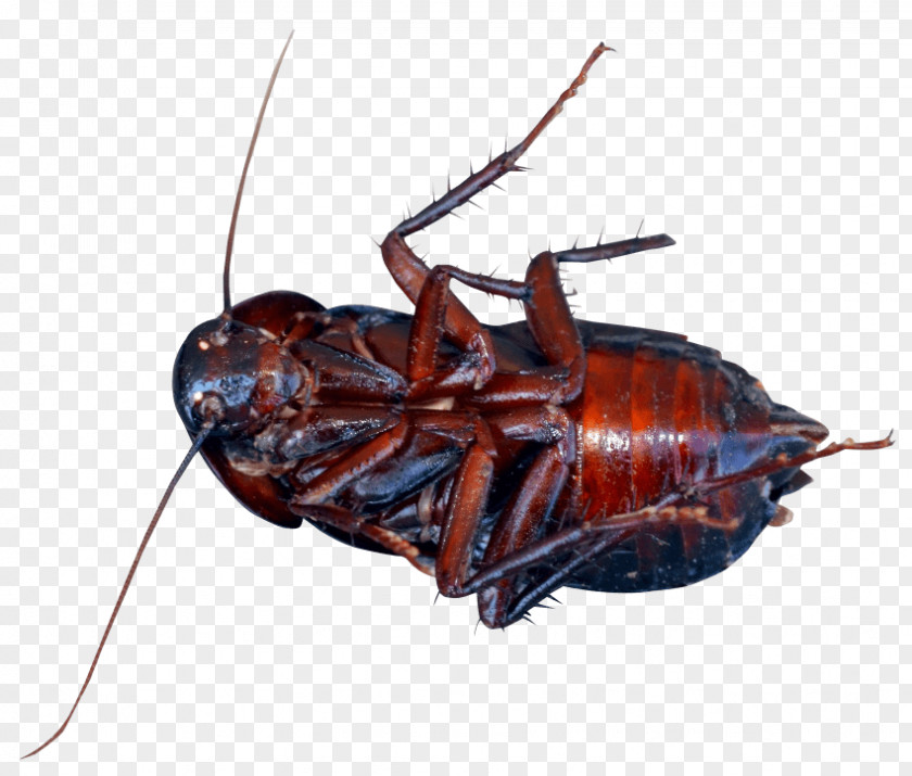 Cockroach American Insect Clip Art PNG