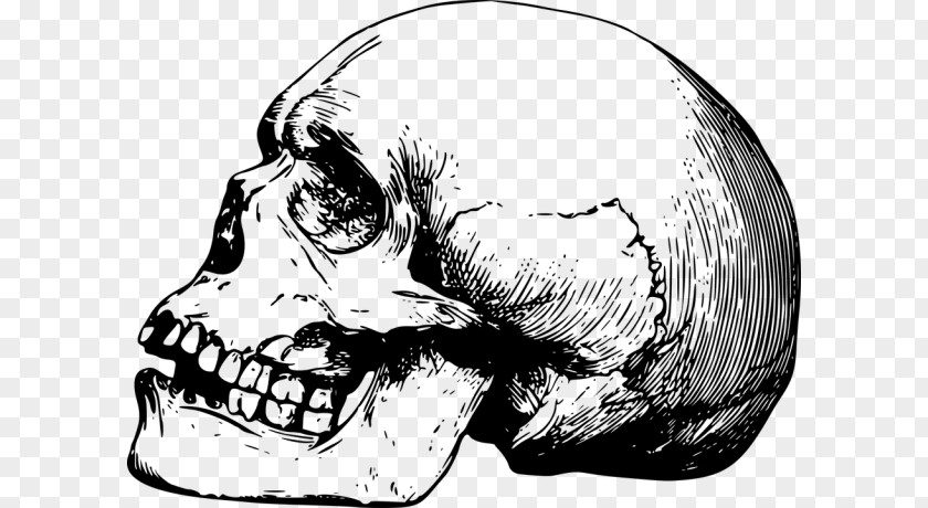 Skull Human Skeleton Bone Drawing PNG