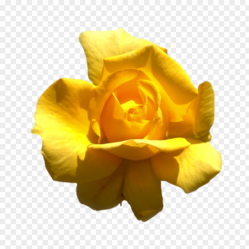 Yellow Rose Information Clip Art PNG