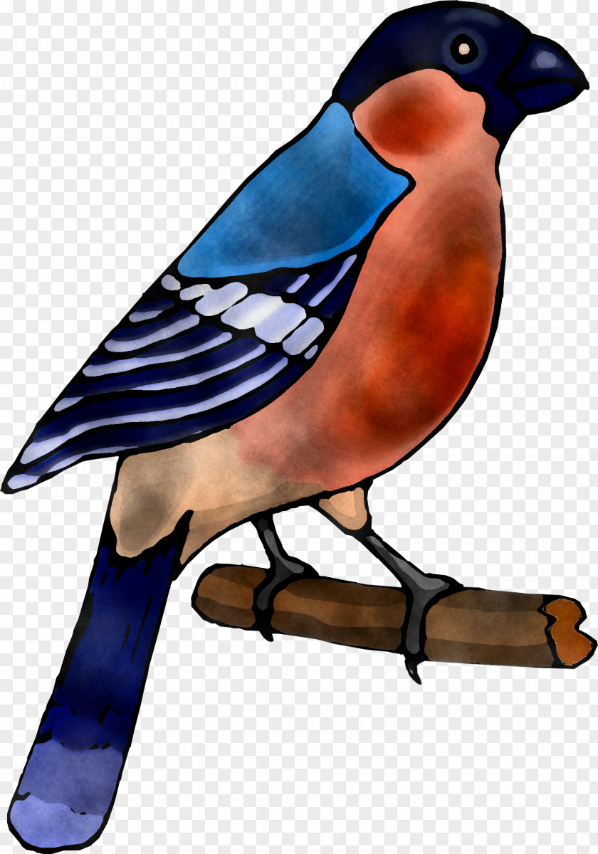 Bird Beak Blue Jay Bluebird PNG