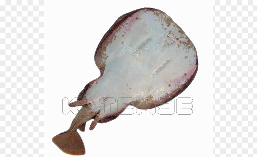 Fish Common Torpedo Flatfish Atlantic PNG