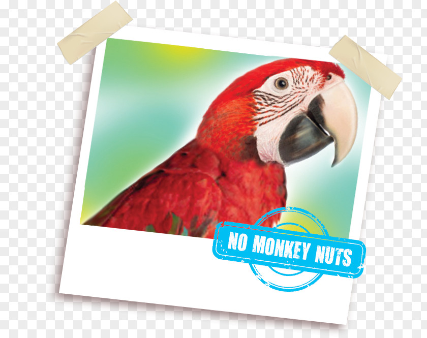 Parrot Macaw Grey African Greys Bird PNG