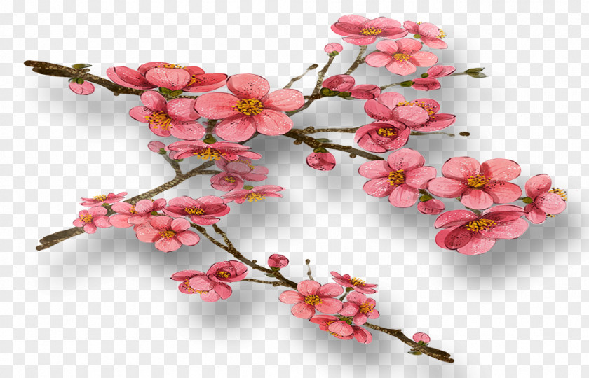 Plum Flower Common Blossom PNG