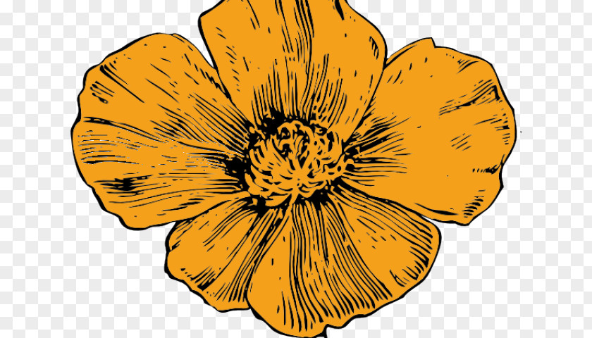 Tentacle Pattern California Poppy Drawing Clip Art PNG