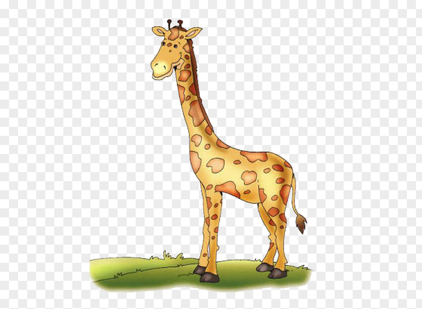 Cute Giraffe Northern Reticulated Drawing Color PNG