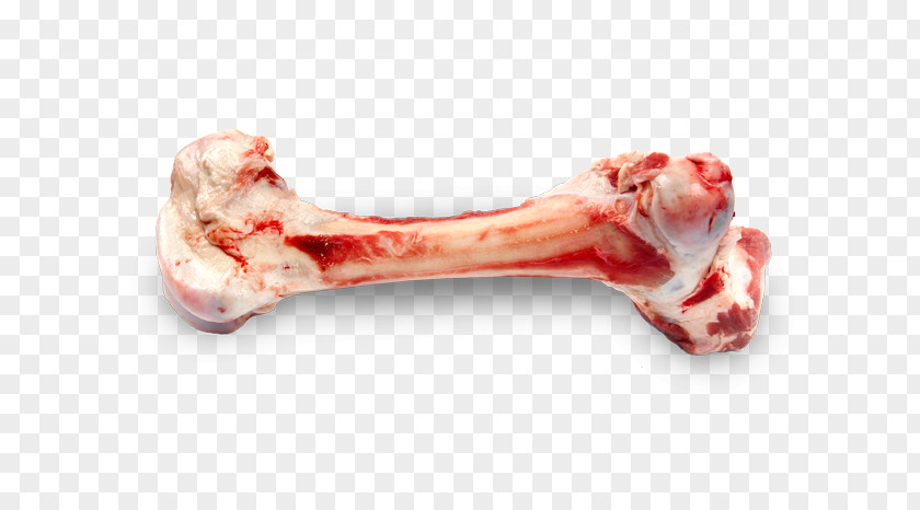 Dog Bone Photography Getty Images PNG